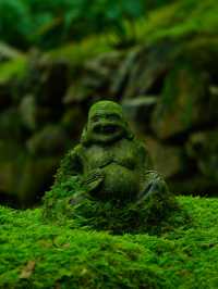 【愛媛】苔に癒される落ち着く空間☺️