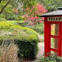 Blooming Paradise: Unwinding at the Dandenong Ranges Botanic Garden