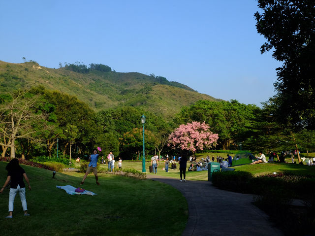 【春天好去處】「迪欣湖」：美人樹下野餐🧺，人生一大樂事‼️