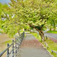 Tranquil Haven: Central Park Escape