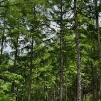 名馬軒營地：湖光山色，春天好去處