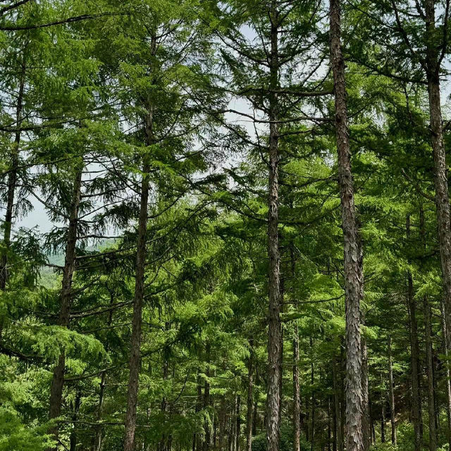 名馬軒營地：湖光山色，春天好去處