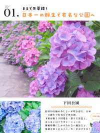 【静岡・伊豆】今が見頃❣️絶対外さない、あじさい旅