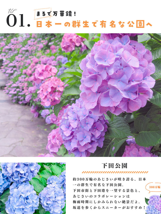 【静岡・伊豆】今が見頃❣️絶対外さない、あじさい旅