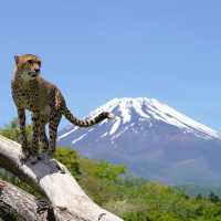 Fuji Safari Park