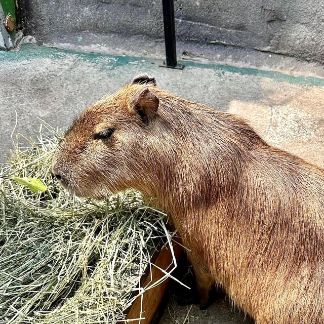 札幌北部野生動物園-動物近距離接觸，可能帶來危險的動物園