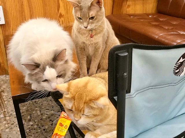하남 고양이 카페: ☕️냥이툰😸