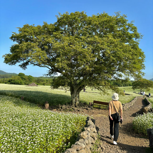 제주여행🏝️ 메밀 꽃 필 무렵에는 와흘메밀마을로💌
