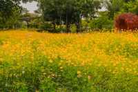 ที่พักบรรยากาศดีวิวทุ่งดอกไม้@ลพบุรี