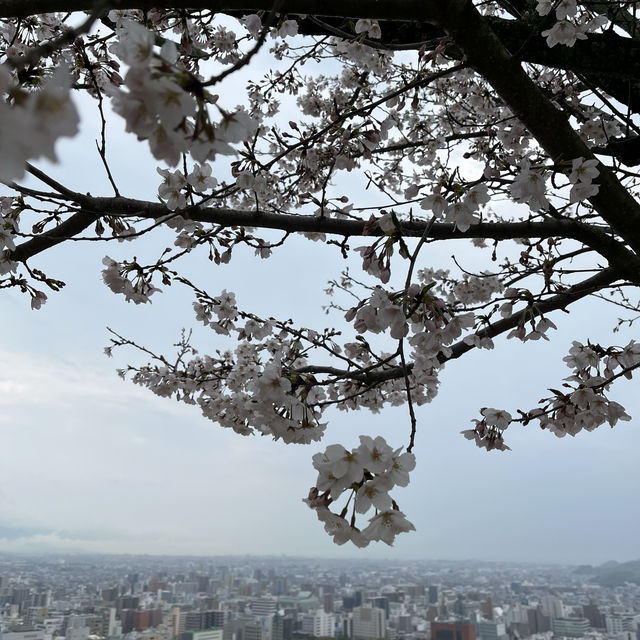역시 일본은 벚꽃!