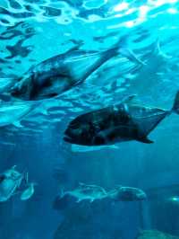 𝐁𝐚𝐧𝐠𝐬𝐚𝐞𝐧 𝐀𝐪𝐮𝐚𝐫𝐢𝐮𝐦 🐟🐠