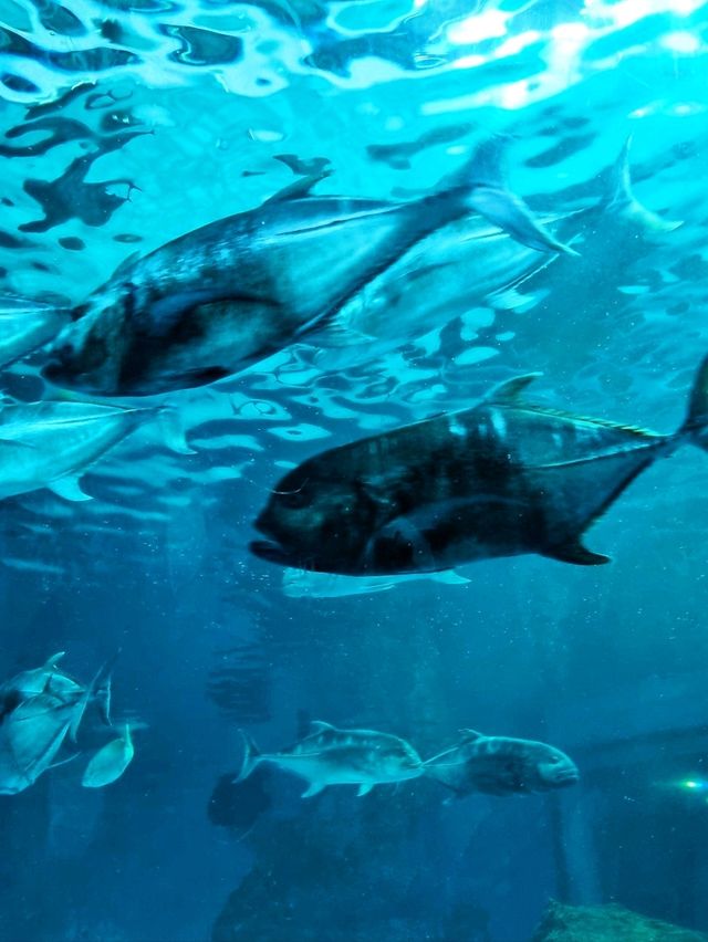 𝐁𝐚𝐧𝐠𝐬𝐚𝐞𝐧 𝐀𝐪𝐮𝐚𝐫𝐢𝐮𝐦 🐟🐠