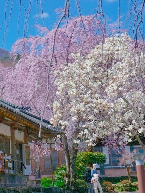 순천의 아름다운 자연을 느낄 수 있는 선암사