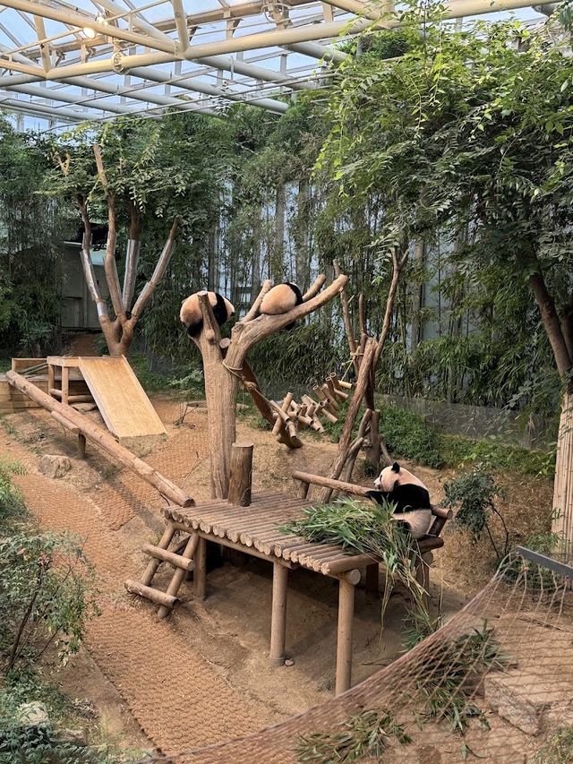 🐻‍❄️🌸에버랜드로 귀여운 판다 구경가요 