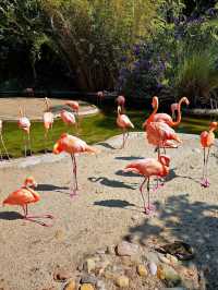 《動物園》【聖地亞哥動物園】超過800種動物，適合親子互動