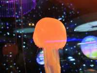 Discover the Diversity of Aquaria KLCC