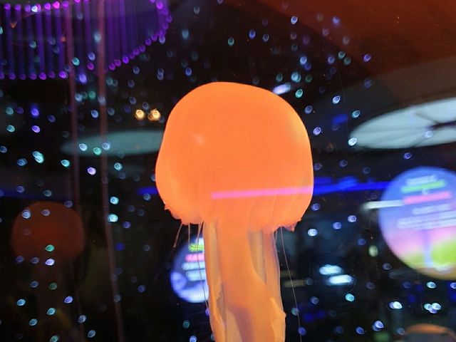 Discover the Diversity of Aquaria KLCC