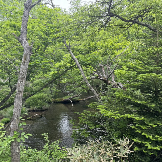 奧日光 戰場之原 徒步