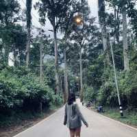 • ถนนต้นยาง • ประตูสู่เชียงดาว 🌳🍃