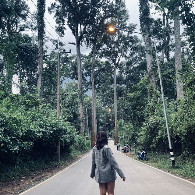 • ถนนต้นยาง • ประตูสู่เชียงดาว 🌳🍃