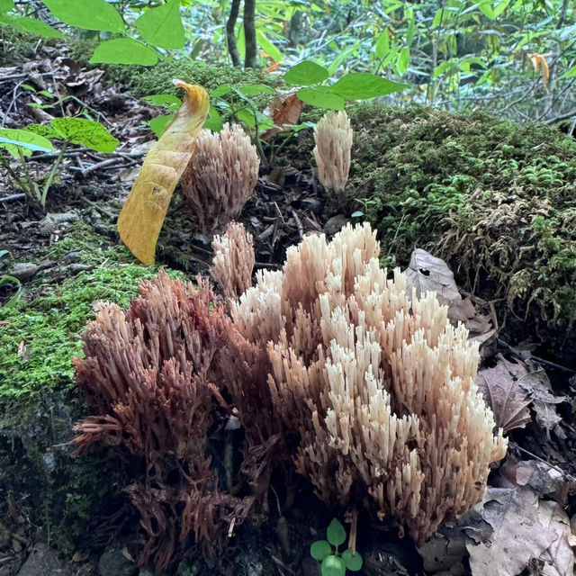 布滝：綠意盎然的自然🌿💦