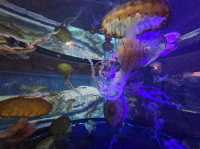 拉斯維加斯的鯊魚礁水族館