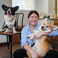 CORGI in the garden คาเฟ่คอร์กี้