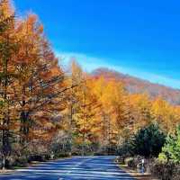 ～海坨山谷～紅葉奇觀～