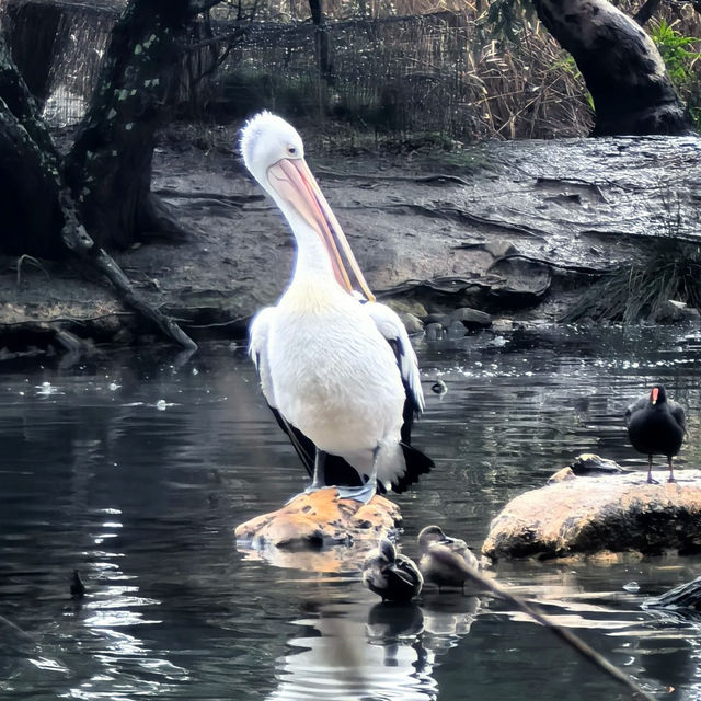 成都動物園：野生動物的奇妙🦁🐼