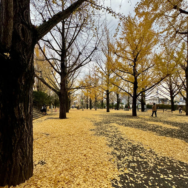 ONE PIECE in KUMAMOTO🍁🍂