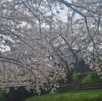 ไปดูซากุระ motoarakawa , saitama