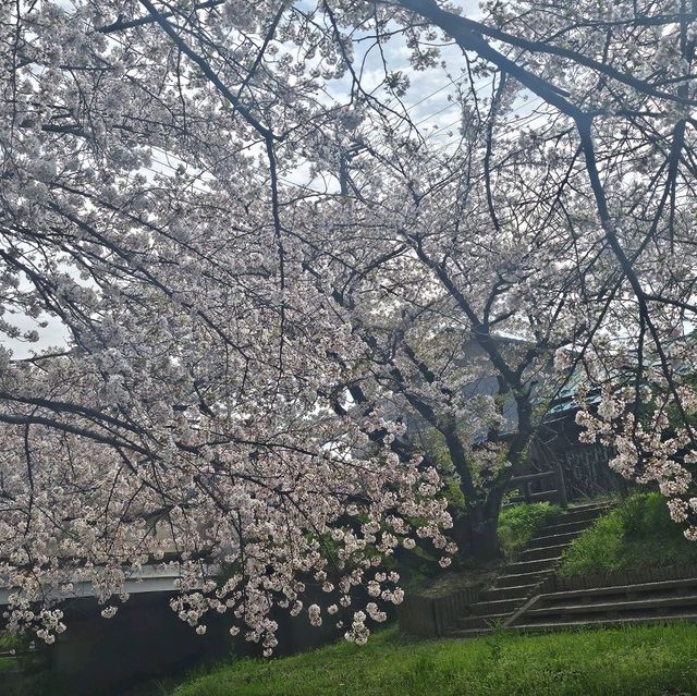 ไปดูซากุระ motoarakawa , saitama