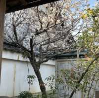 ［#必去］奈良鹿❗️絕美風景🌸洗滌身心多廟宇參拜🌁 