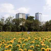 ทุ่งดอกทานตะวันในเมืองกรุง สวนรถไฟจตุจักร🌻