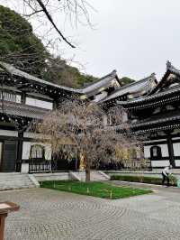 Hasedera Temple (วัดฮาเซเดระ)