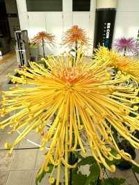 北海道　北海道観光　北広島市菊花展が素晴らしかった！