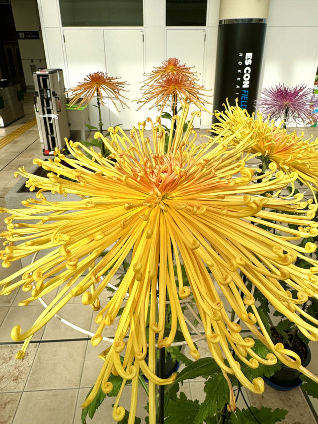 北海道　北海道観光　北広島市菊花展が素晴らしかった！