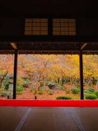【紅葉特集】予約情報付き‼️全国で珍しい額縁に入った紅葉が見られる絶景スポット🍁 