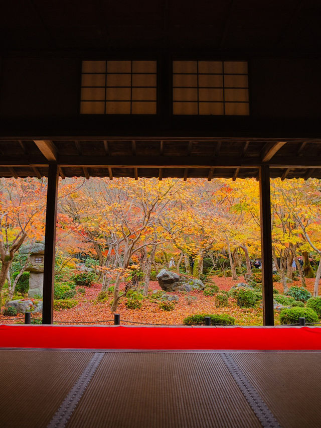 【紅葉特集】予約情報付き‼️全国で珍しい額縁に入った紅葉が見られる絶景スポット🍁 