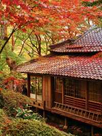 【紅葉特集】一生に一度は行きたい‼️聖徳太子ゆかりの紅葉スポット🍁
