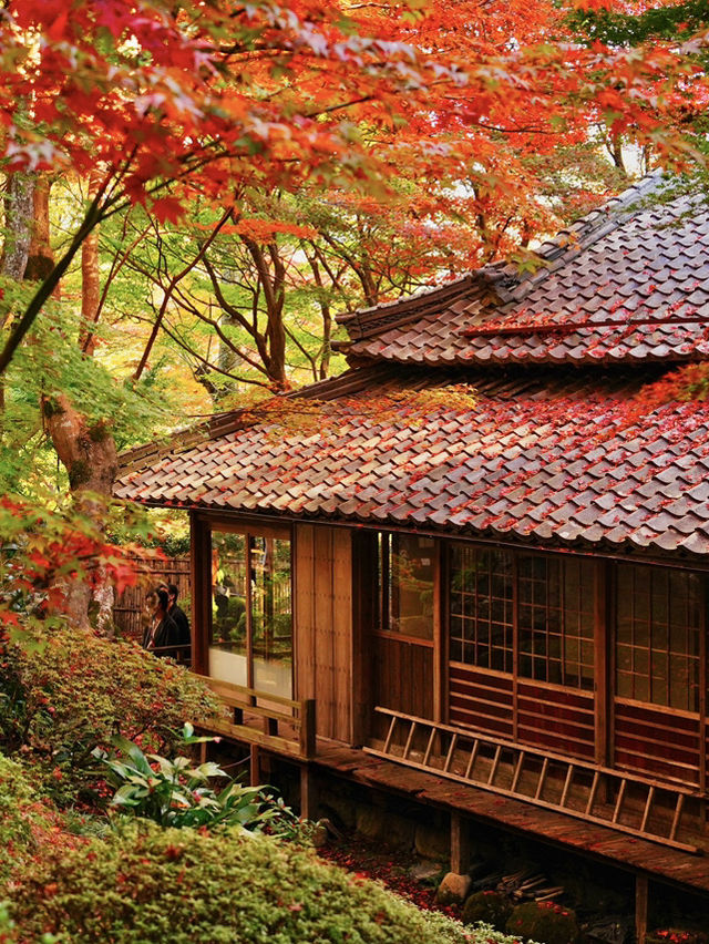 【紅葉特集】一生に一度は行きたい‼️聖徳太子ゆかりの紅葉スポット🍁