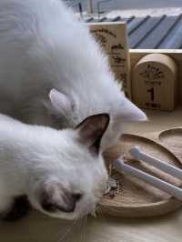 Catsmile Cafe🐈