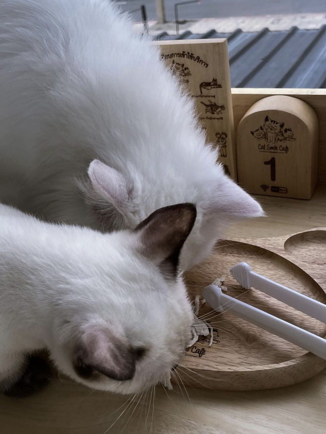 Catsmile Cafe🐈