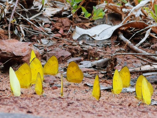 อุทยานแห่งชาติปางสีดา สระแก้ว
