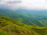 Exploring the Beauty of Longji Rice Terraces