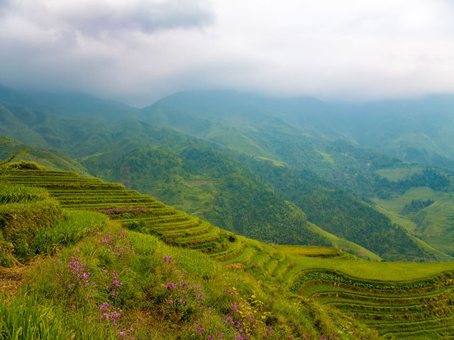 Exploring the Beauty of Longji Rice Terraces