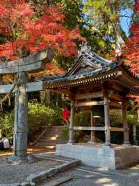 #日本紅葉實況 佐賀県大興善寺超美楓葉🍁
