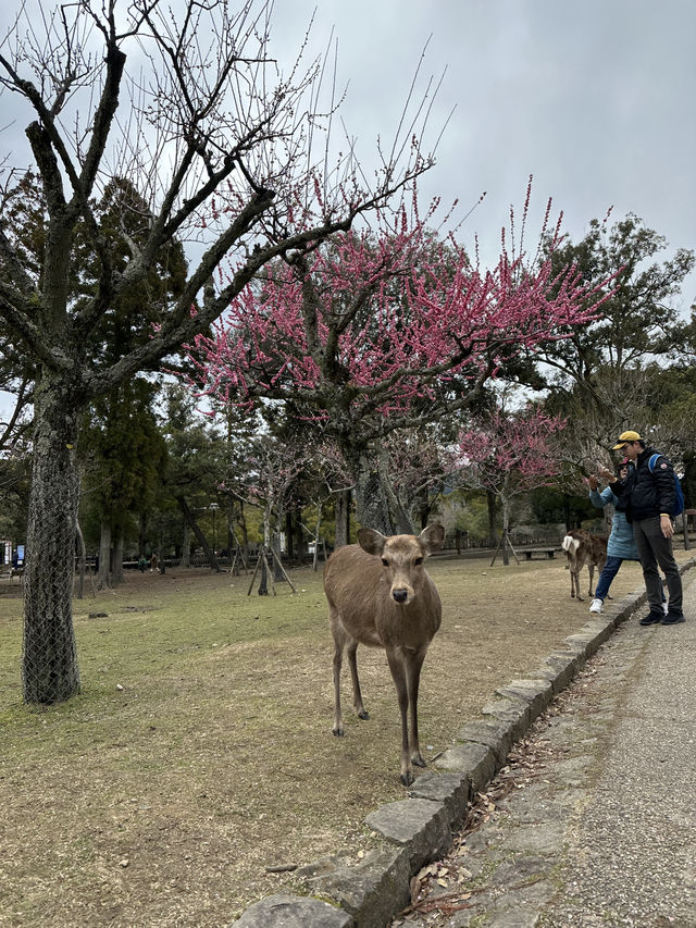 🇯🇵春日獨遊奈良賞櫻🌸