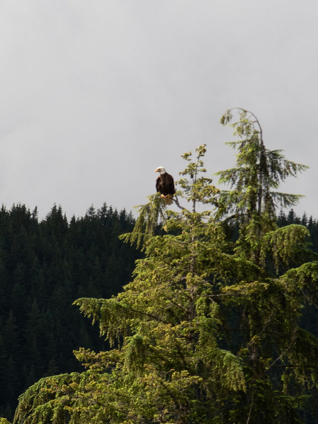 溫哥華林恩峽谷公園 Lynn Canyon