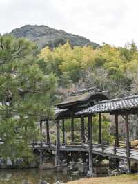 【京都/高台寺】竹林の穴場スポット！！